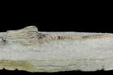 Crinoid (Actinocrinites) With Long Stem - Crawfordsville #122941-2